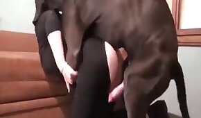 Sexo bom com o cara do pau grando e duro colocando essa morena para dar uma provada - sexo de cachorro,sexo foda animal